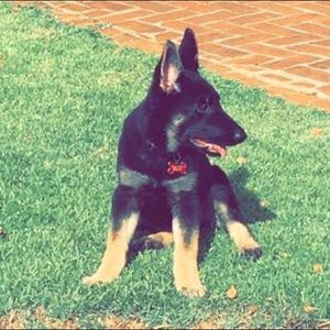 Meet your Posher, Cole